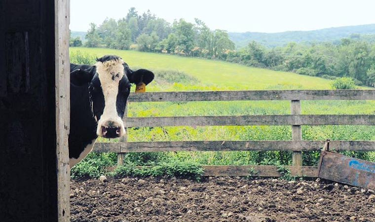 Ronnybrook Farm Dairy Cow Ronnybrook Farm Dairy Cow