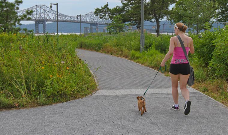 Dog walker Dog walker