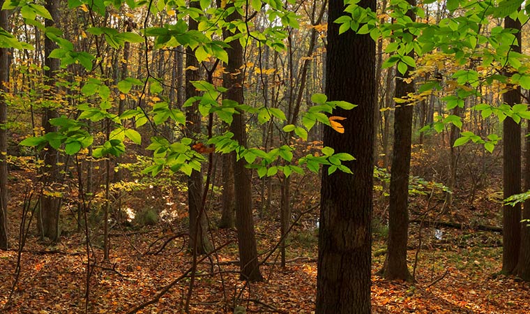 wooded landscape wooded landscape