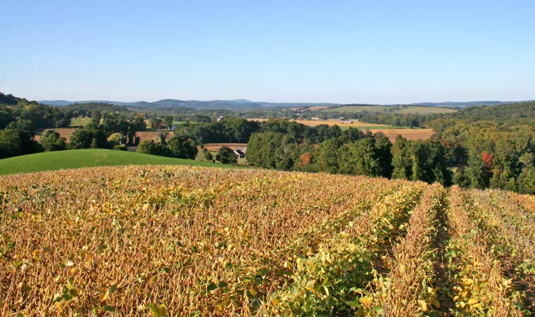 Conserved Farmland at Walt's Dairy Conserved Farmland at Walt's Dairy