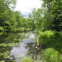 Black Creek Corridor Lloyd