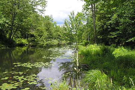 Black Creek Corridor Lloyd