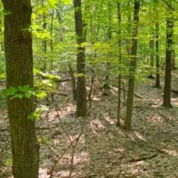 Hyde Park Trail