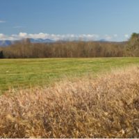 Stuyvesant Farms