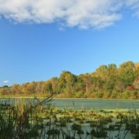 Vosburgh Swamp