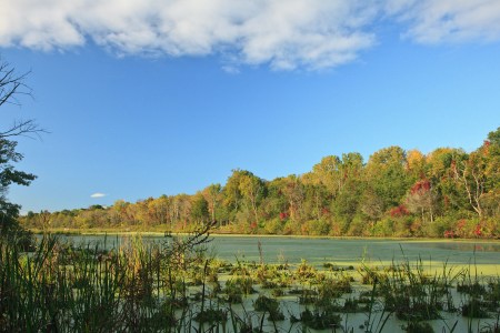 Vosburgh Swamp