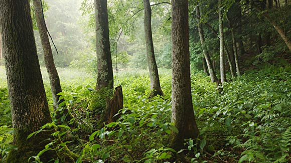 Black Creek Shoreline