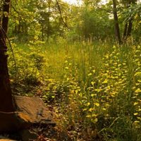 Franny Reese State Park Inholding