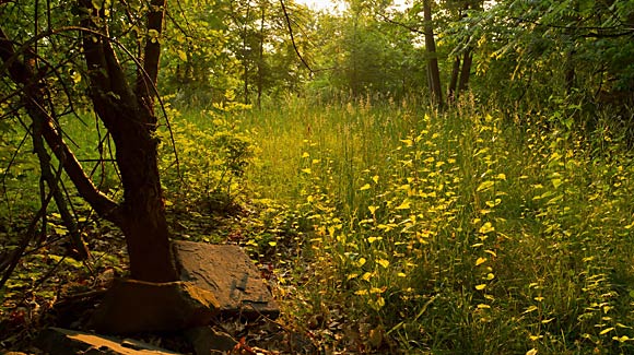 Franny Reese State Park Inholding