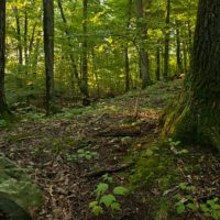 Frog Hollow Shaupeneak Ridge