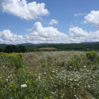 Doyle Farm