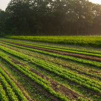 Taliaferro Farm