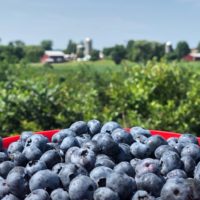 Blueberry Picking at Greig Farm in Red Hook NY