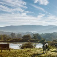Artemis Farm