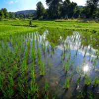 Nfamara Badjie working in his rice farm (photo by John Munson, courtesy of Cornell University)