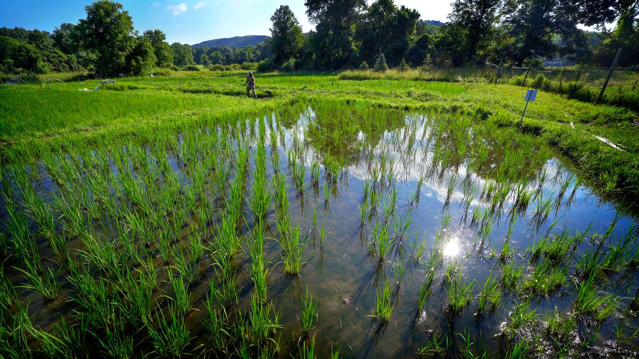 Nfamara Badjie working in his rice farm (photo by John Munson, courtesy of Cornell University)