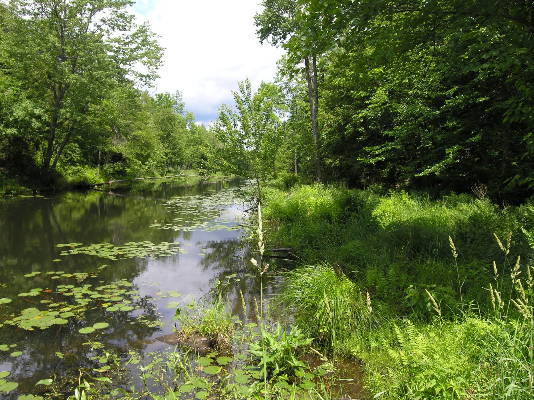 John Burroughs Black Creek Trail (Photo: Robert Rodriguez, Jr.)