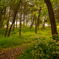 Four-Mile Point Preserve