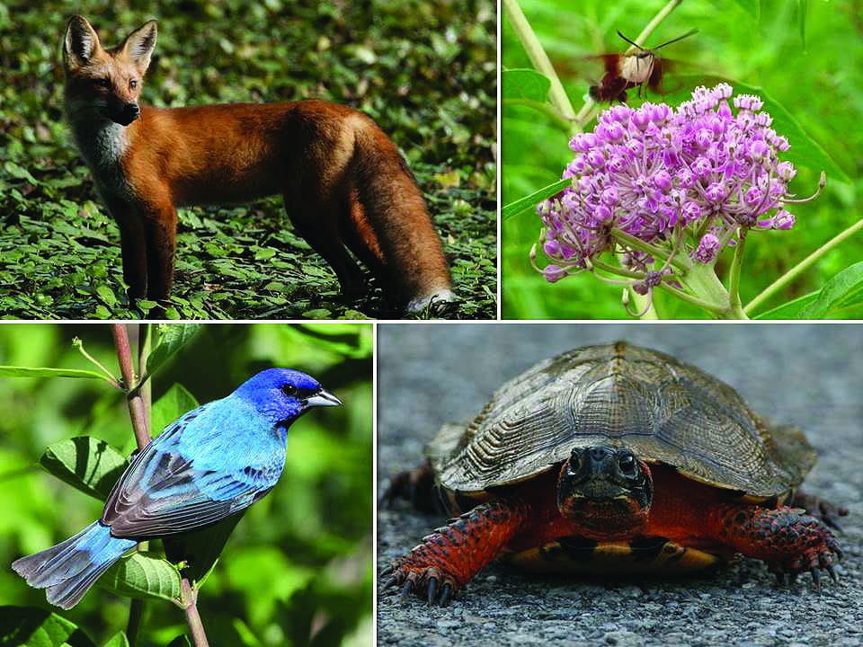 HVCS_Report_BiodiversityPhotoCollage