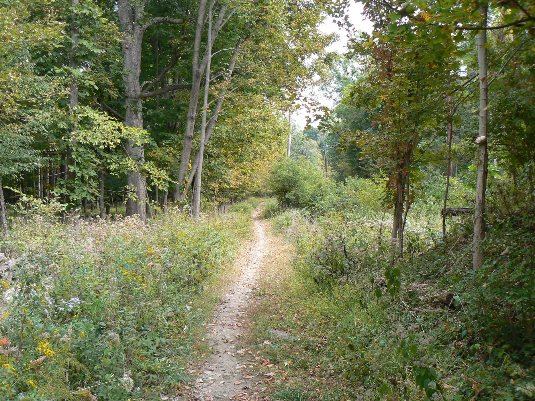 Hyde Park Trail Overlook