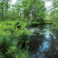Burroughs Black Creek