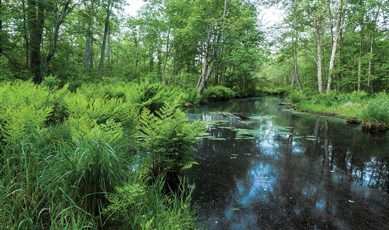 Burroughs Black Creek