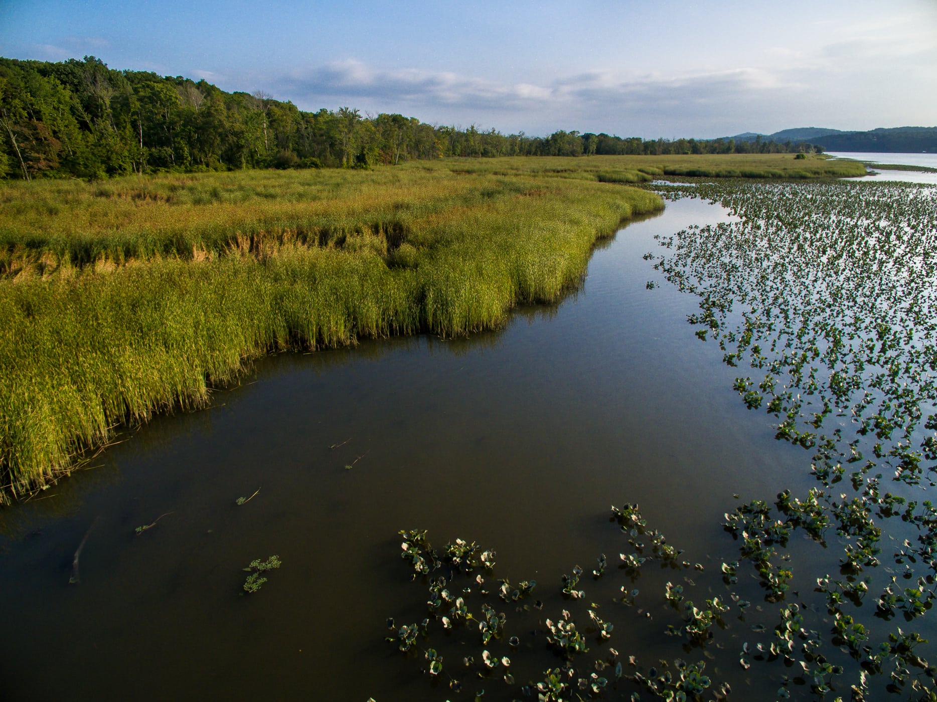 Wetland protected by Scenic Hudson