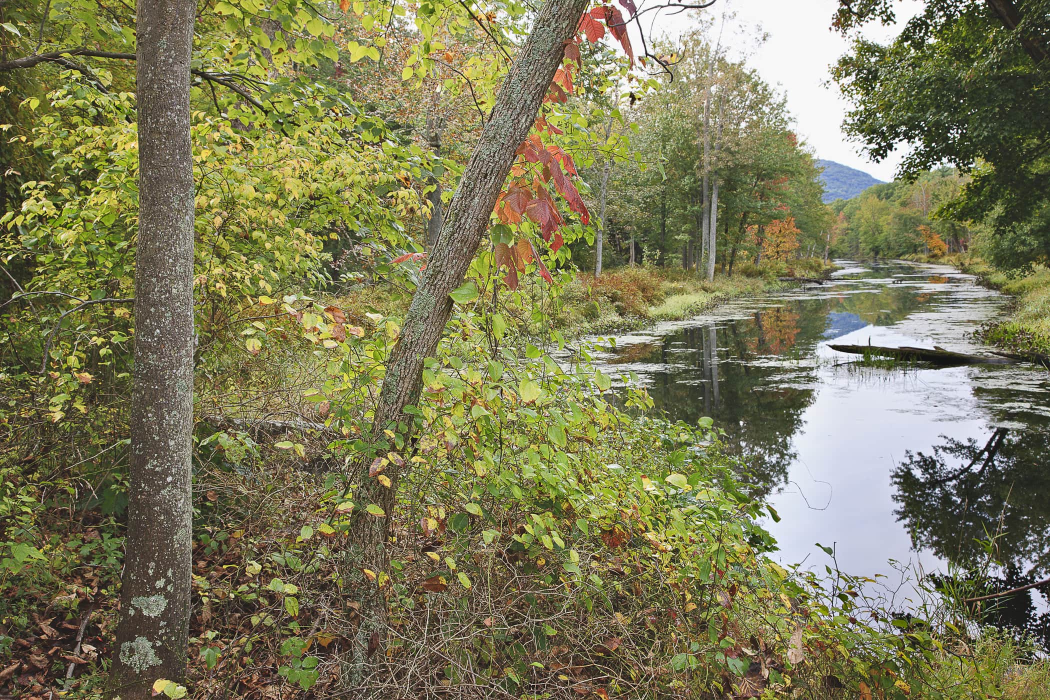 John Burroughs Black Creek Trail (Photo: Robert Rodriguez, Jr.)