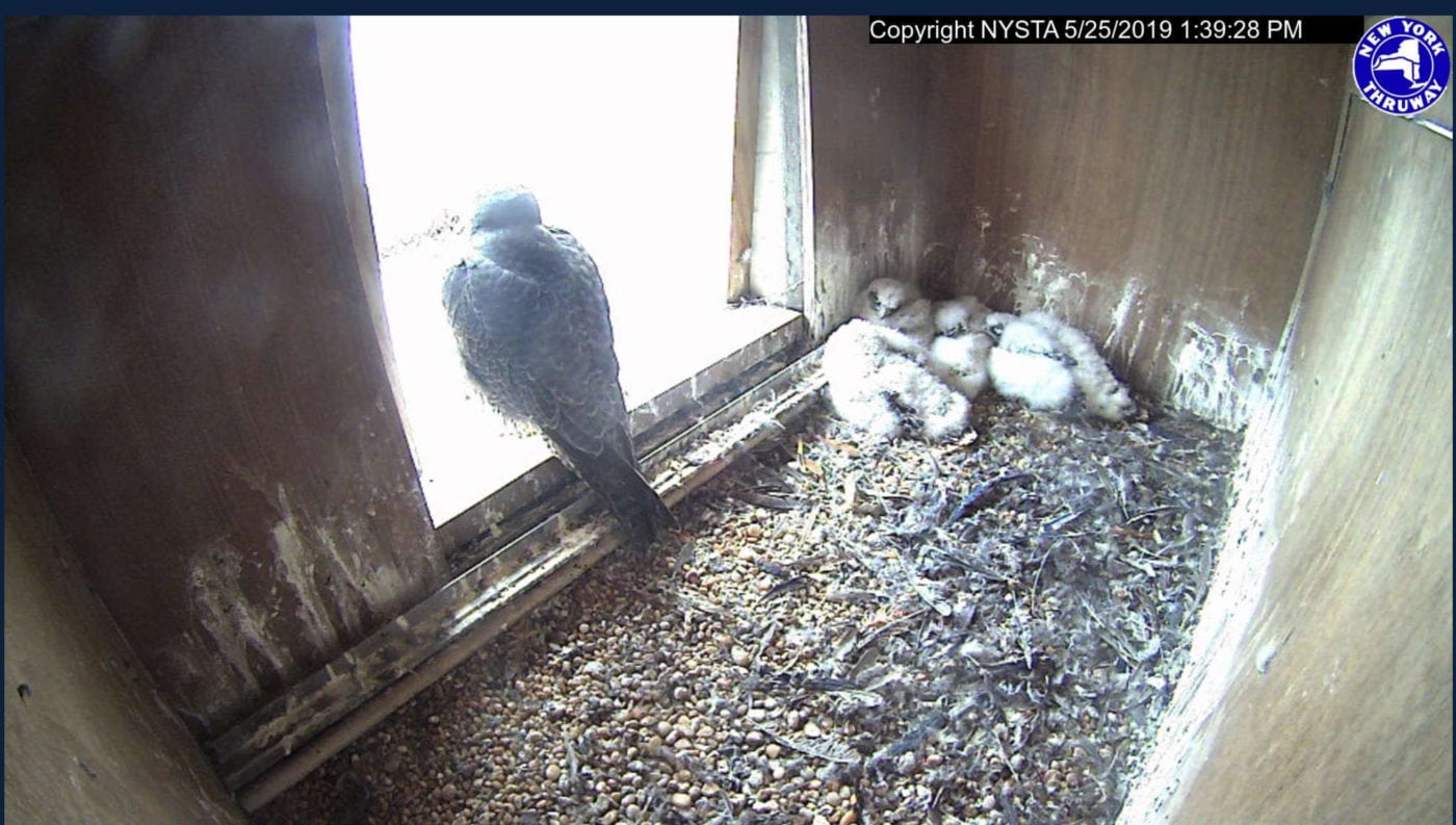 peregrine falcons