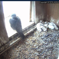 peregrine falcons