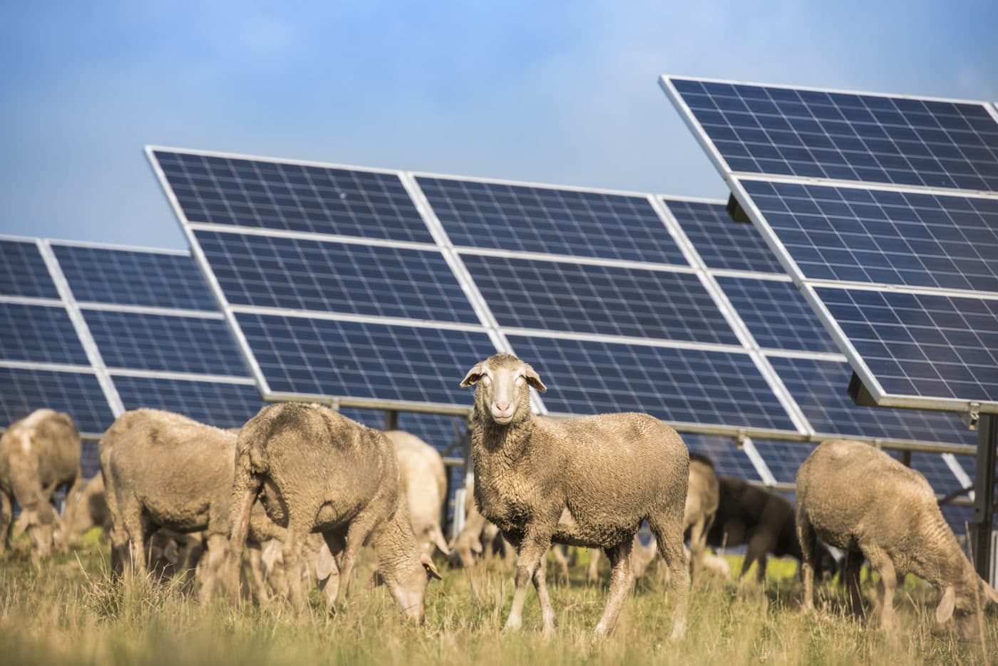 Sheep grazing near solar panel