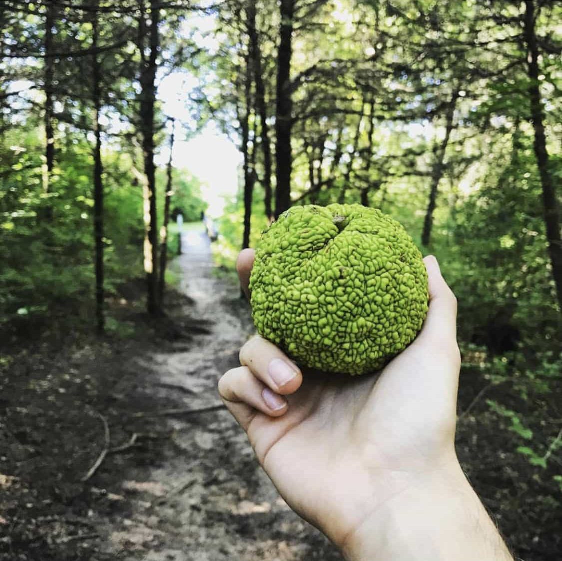 osage orange