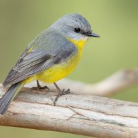 Eastern Yellow Robin