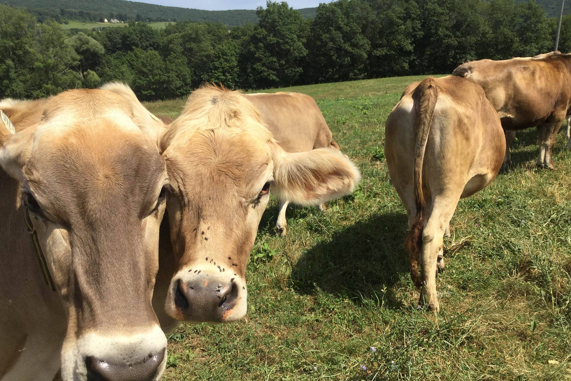 Cows at Berkshire Valley Dairy/Main farm