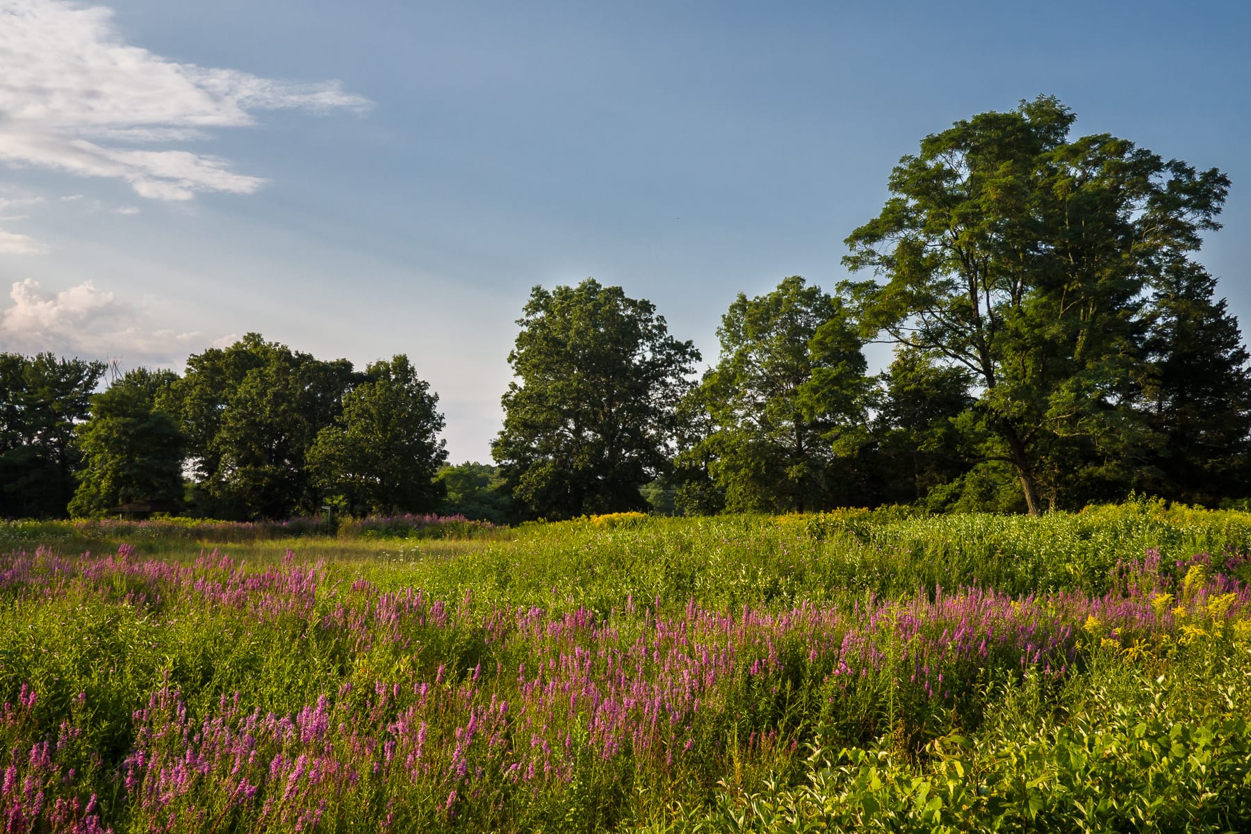 Conserved Landscape