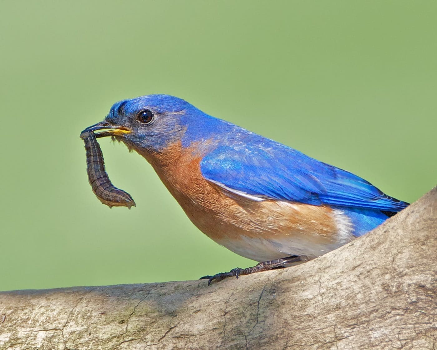 Male Eastern Bluebird