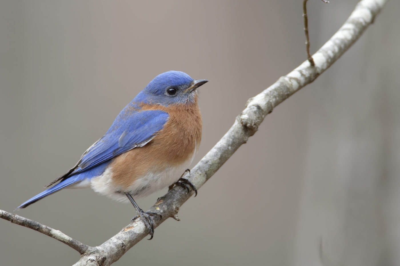 Male Eastern Bluebird