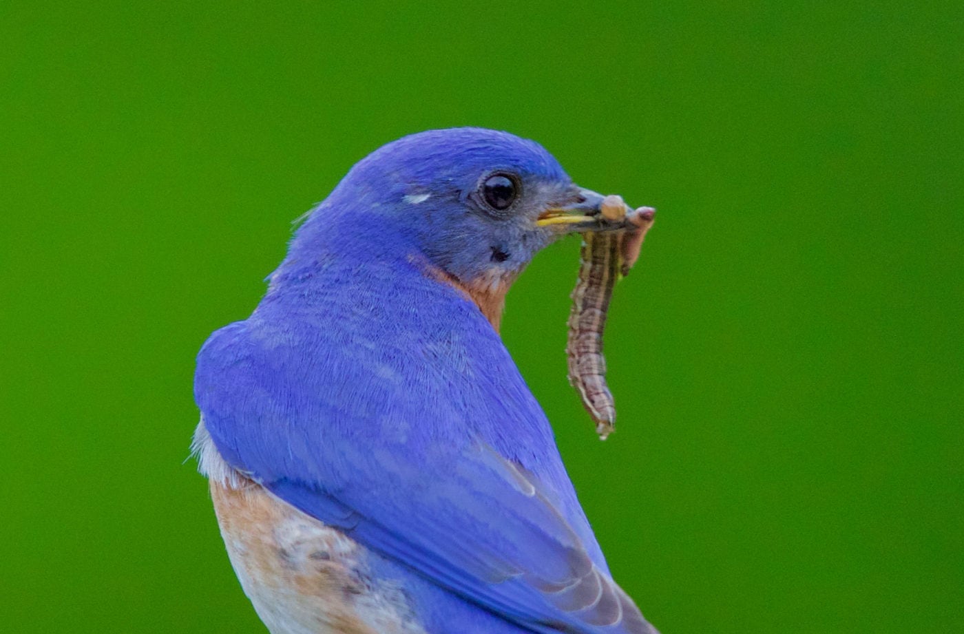 Male Eastern Bluebird