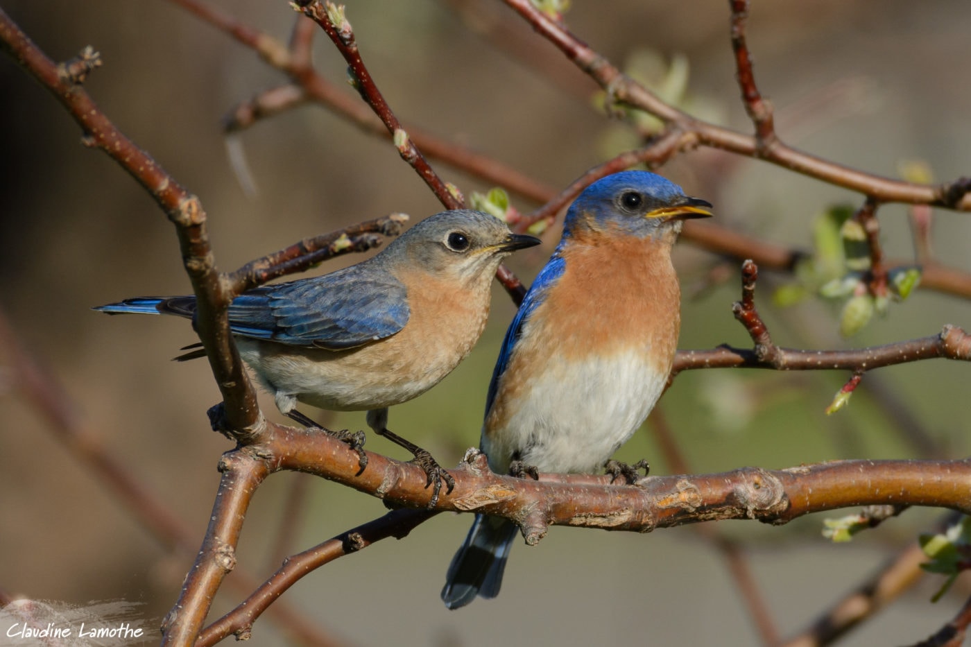 Male & Female Easter Bluebird