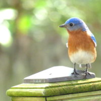 Male Eastern Bluebird (Photo: Patricia Pierce on Flicker (CC by 2.0))
