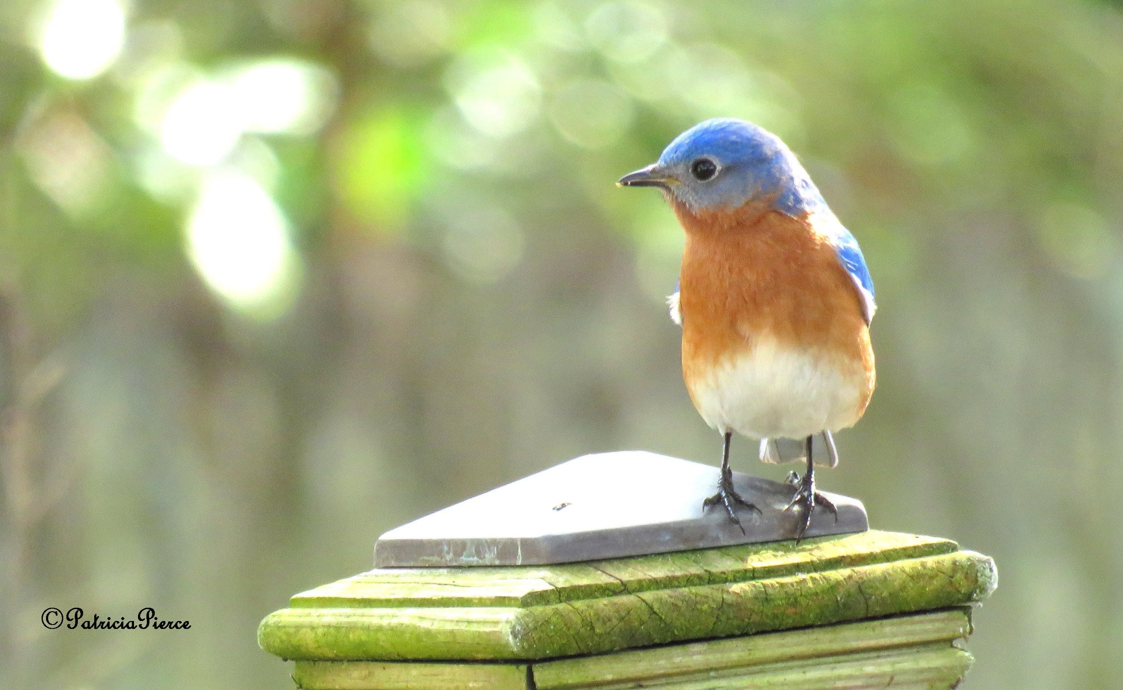 Male Eastern Bluebird (Photo: Patricia Pierce on Flicker (CC by 2.0))