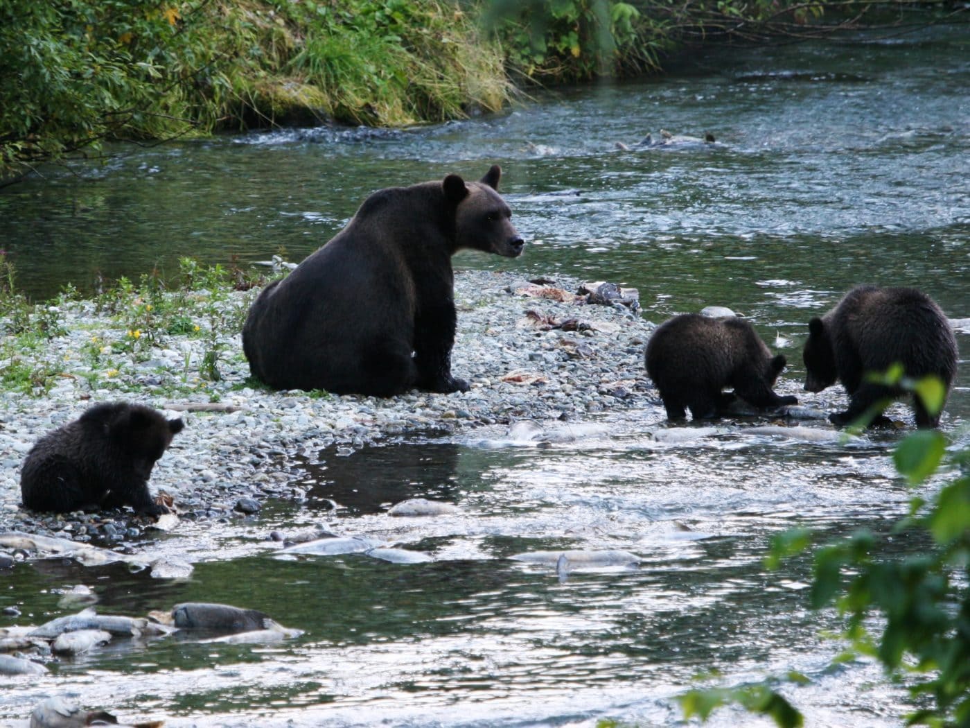 Black Bear