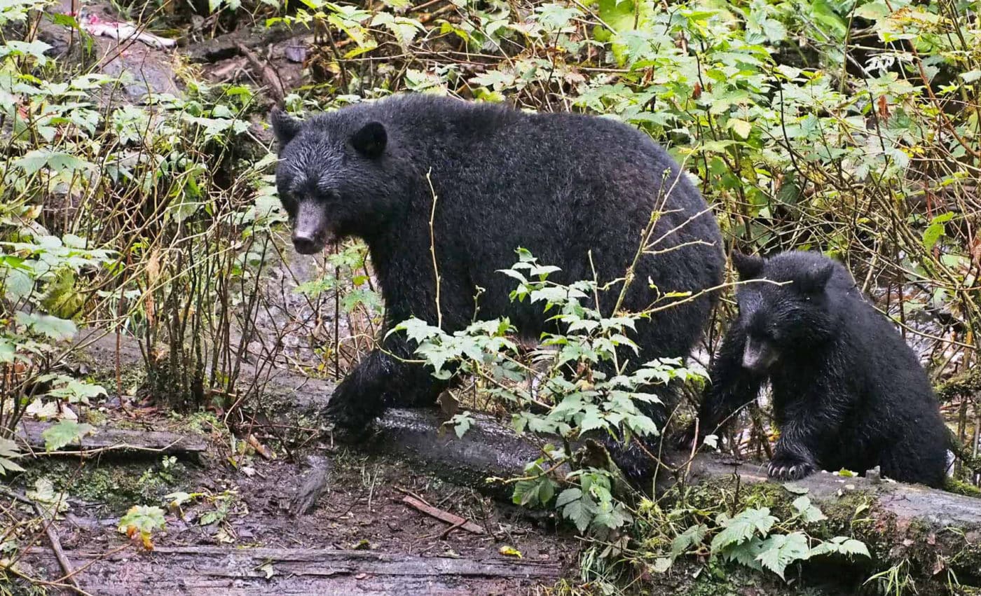 Black Bear