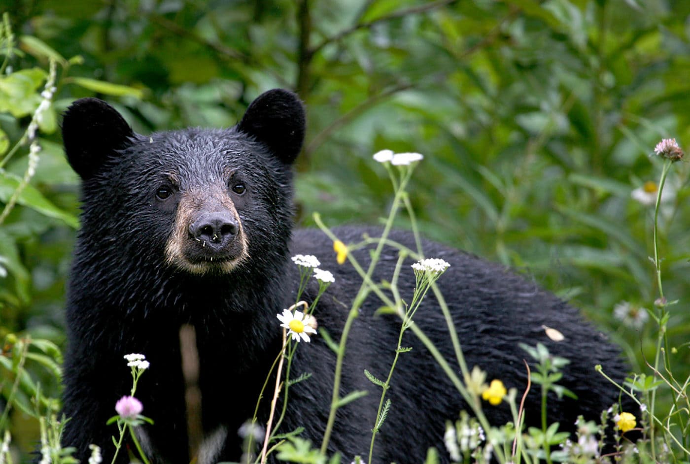 Black Bear