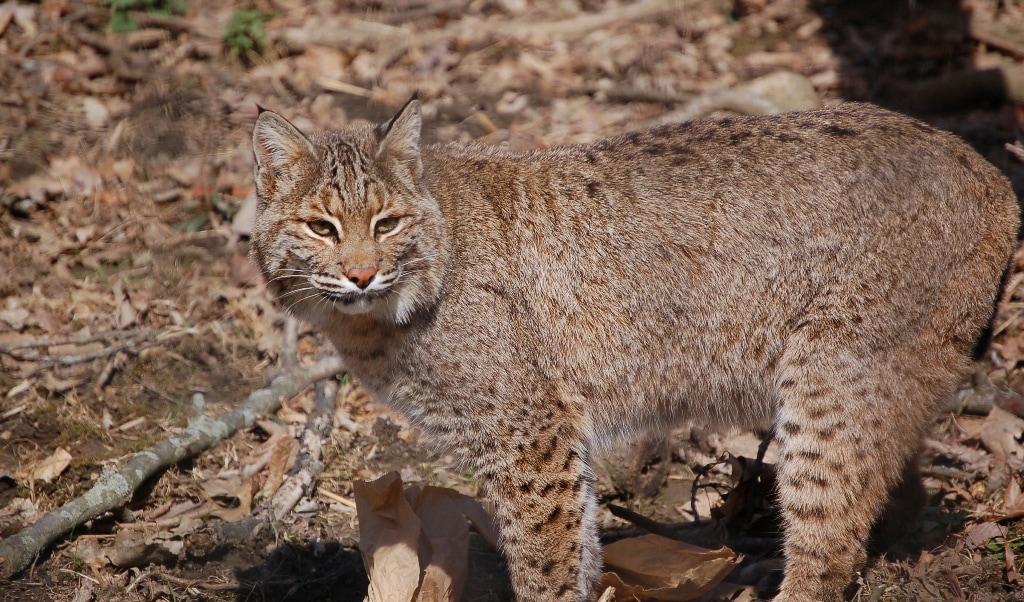 Bobcat