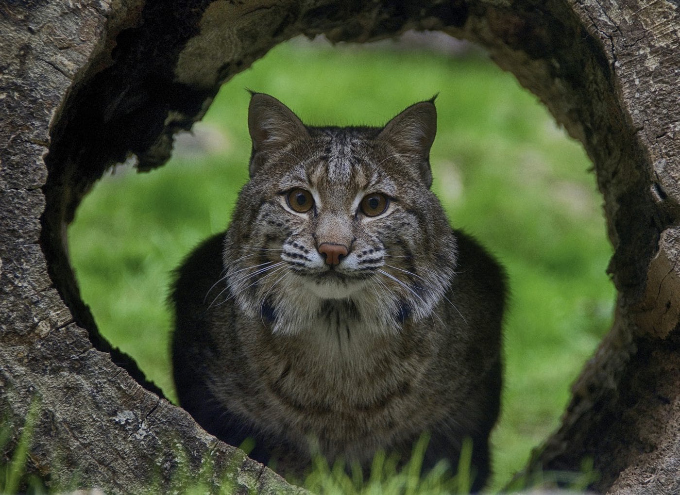 Bobcat