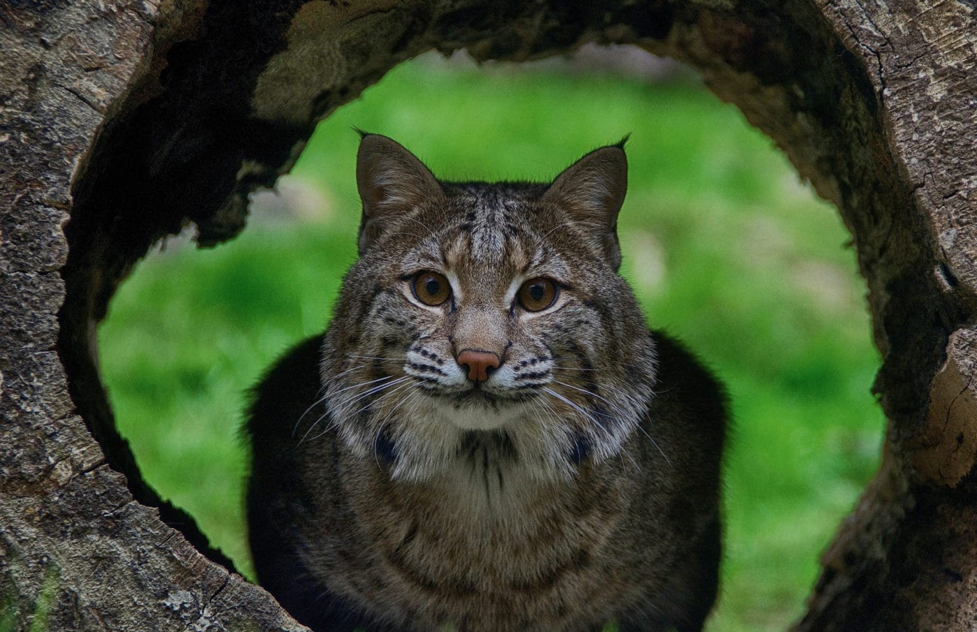 Bobcat