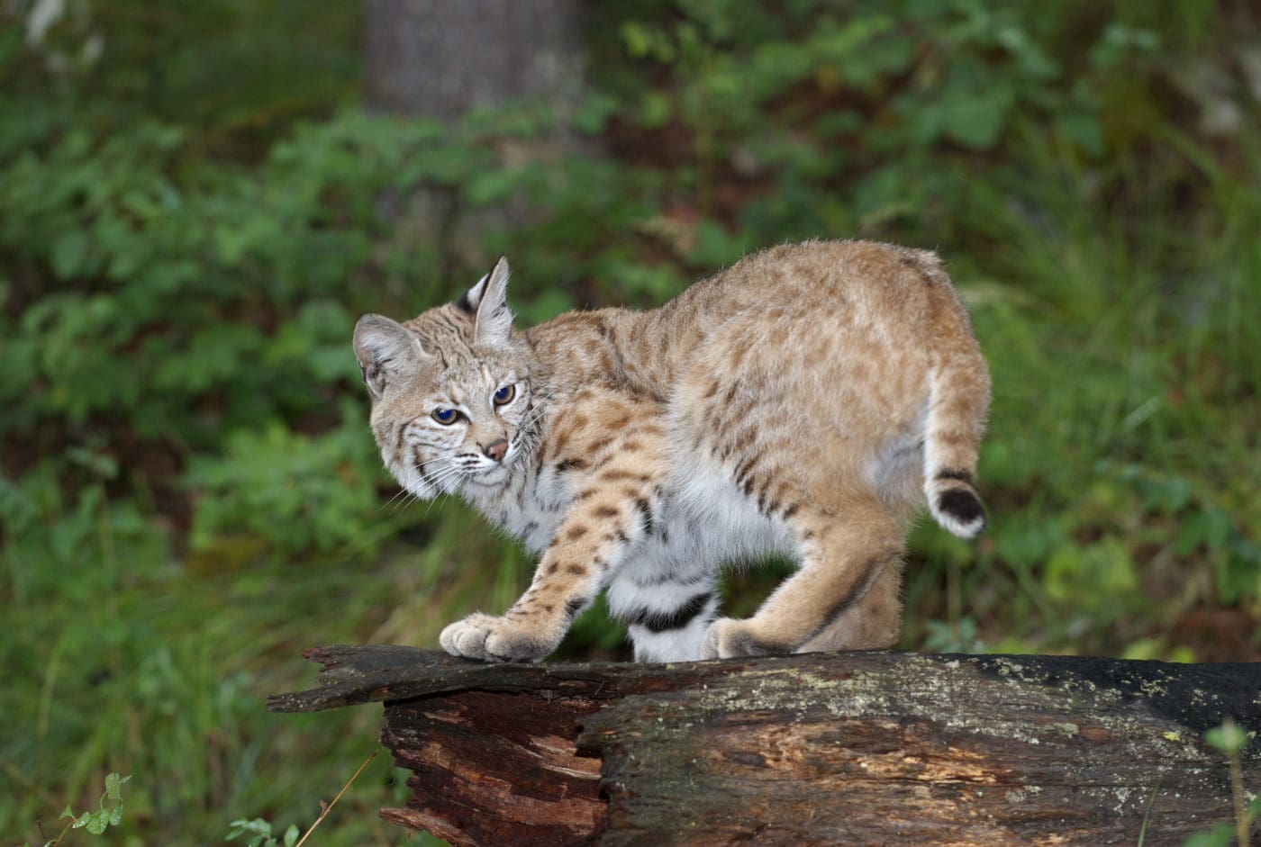 Bobcat