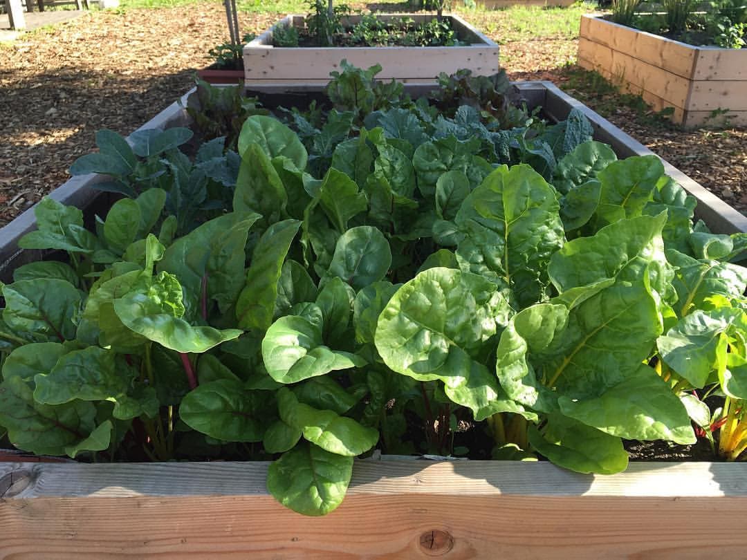 Vegetable Garden