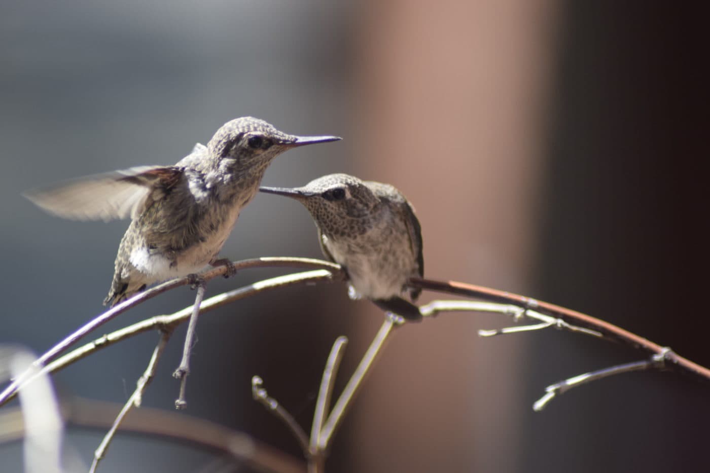 Hummingbird Babies